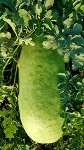Semillas de Sandía Charleston Grey, Marca Moon Star, Modelo OPV, 99.99% de Pureza, 85% de Germinación, 6% de Humedad, Origen Pakistán - Product Image 5