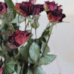 Élégantes fleurs de roses rouges séchées pour la décoration d'événements, l'art en résine et les créations en papier – Vente en gros pour les marchés internationaux - Product Image 4