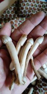 Champignons de Termites Séchés Premium Naturels Sains Comestibles Vente en Gros OEM ODM Fournisseur Vietnamien Mme Nancy Ho Chợ Chi Minh - Product Image 5