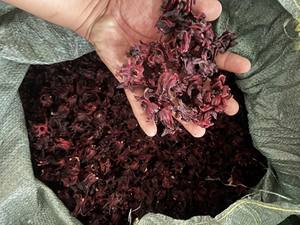 Vietnam Natural Dried Roselle Flowers Food Grade Hibiscus Tea Ingredient Bulk Export Supplier - Product Image 5