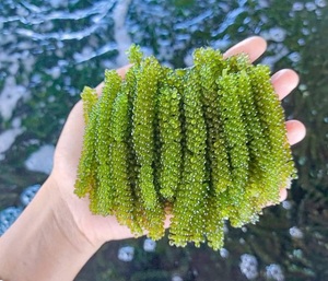 Vente en gros de raisins de mer déshydratés, caviar vert séché en vrac pour l'exportation - Product Image 3