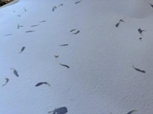 กระดาษทำมือจากกลีบดอกคอร์นฟลาวเวอร์  กระดาษออร์แกนิกที่ยั่งยืน  วัสดุเครื่องเขียนจากพืช  เป็นมิตรกับสิ่งแวดล้อม  ปราศจากไม้  กระดาษรีไซเคิลสำหรับงานศิลปะและงานฝีมือ - Product Image 3