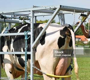LIPHOCO <b>Cow</b> Box Galvanized Steel Eco-Friendly ISO 9001 1400 Certified LP24 Model OEM Manufacturing for <b>Cow</b> Housing Made Vietnam - Product Image 3