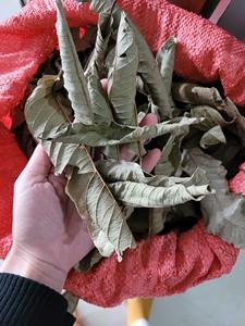 Premium Dried Guava Leaves for <b>Tea</b> Grade Whole Leaves Bulk Wholesale Vietnam Origin - Ms. Tarina - Product Image 6