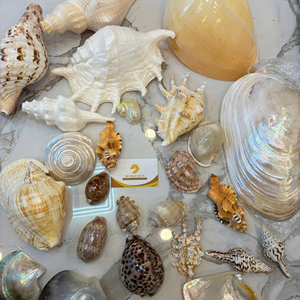 เปลือกหอยทะเลขนาดเล็ก คละแบบธรรมชาติ สำหรับงาน DIY ตกแต่งตู้ปลา ผู้ผลิตเวียดนาม ส่งออกจำนวนมาก - Product Image 1