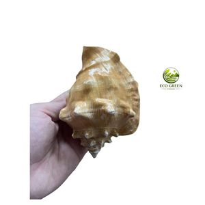 Concha Marina Natural Ecológica Verde, Concha Decorativa para Decoración del Hogar, Tema Natural, Concha Espinosa Blanca Cruda para Manualidades - Product Image 4