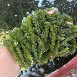 สาหร่ายทะเลแห้ง อูมิบูโด ธรรมชาติจากเวียดนาม สาหร่ายปรุงรสพร้อมรับประทาน เหมาะสำหรับสลัดหรือจานซาชิมิ - Product Image 1