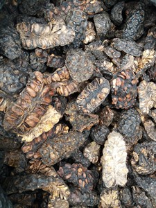 Noni Seco Procesado con Cuidado para Té, Molienda en Polvo y Uso en la Elaboración de Alimentos - Product Image 4
