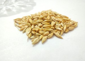 Grano de Cebada para Alimentación de Ganado y Caballos, Proveedor de Alimentos para Ganado al por Mayor, Exportador - Product Image 6