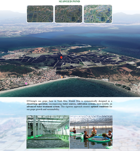 OKInawa พร้อมทาน105มล. ถุงเครื่องดื่มสาหร่ายรสลิ้นจี่เพื่อสุขภาพขนมธรรมชาติเจลลี่องุ่นทะเลแบบนิ่ม - Product Image 3