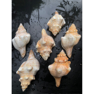 เปลือกหอยจิ้งจอกลายธรรมชาติขายส่ง สำหรับตกแต่ง งานฝีมือ DIY วัสดุตกแต่งบ้านสไตล์ชายทะเล เครื่องประดับ อุปกรณ์เสริม ของขวัญ - Product Image 2