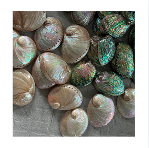 Raw <b>Abalone</b> <b>Shells</b> Natural Iridescent White <b>Shell</b> Vietnam Polished Home Decoration Craft Supply Eco Friendly Love Theme - Product Image 1