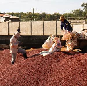 Café moulu torréfié moyen du Vietnam 250g Mélange Arabica Premium Sachet refermable pour infusion OEM/ODM Vente en gros - Product Image 2