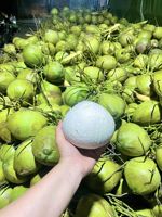 ORGANISCHE TESTMONSTER HELE GROENE TENDER COCOSNOOT met SCHIL GEWICHT 800-1000 GRAM Vietnam INTERNATIONALE STANDAARD voor export naar Nederland
