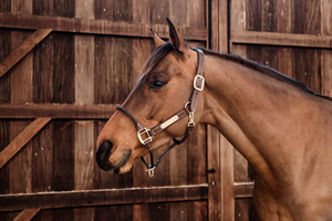 Hot Selling Webbing Adjustable Synthetic Leather Horse Leather Rope Halter <b>Equestrian</b> Riding Wear Outdoor Riding Equipment - Product Image 5