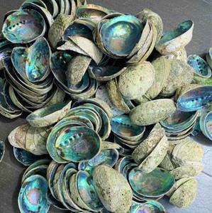 Coquilles d'ormeaux naturelles polies, matériau artisanal écologique pour la décoration intérieure et la fabrication de bijoux en DIY, en provenance du Vietnam - Product Image 3