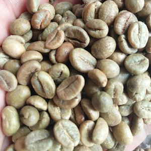 เมล็ดกาแฟโรบัสต้าสีเขียวคุณภาพสูงสำหรับส่งออกจำนวนมาก บริสุทธิ์จากธรรมชาติ คุณภาพสูง ขนาดเมล็ด 16, 18, 20 - Product Image 3