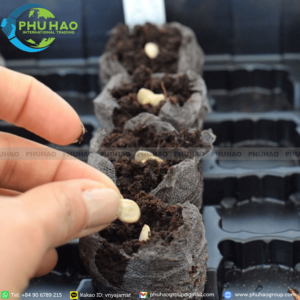 Produit phare : granulés de cocopeat à 95 % avec faible teneur en EC pour une croissance saine des racines et une germination professionnelle des semis en serres - Product Image 2
