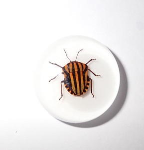Cabujón de Plástico con Espécimen Real de Insecto Rayado, Redondo, 25x25 mm, Base Plana Blanca para Manualidades y Joyería - Product Image 3