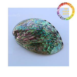 <b>Abalone</b> <b>Shell</b> Green Color Polished For Craft Projects And Decorative Displays - Product Image 2
