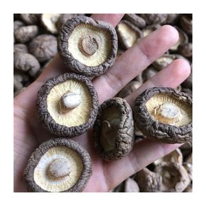 BEST SELLER Vacuum Fried Shiitake Mushroom For Useful Crunchy Beverage Companion And Gourmet Retail Distribution - Product Image 6