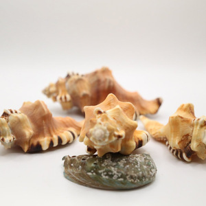 Coquillages marins de qualité supérieure, décoration d'aquarium et de terrarium, coquillages naturels, prix de gros, coquillages océaniques - Product Image 6