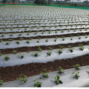 Nông nghiệp phim nhựa mulch lớp bạc/đen mulching tấm cho các nhà máy ở mức giá nhà máy - Product Image 4