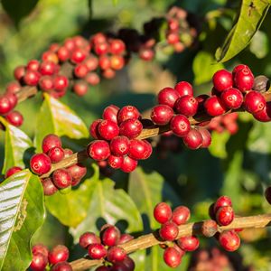 Organic Arabica Coffee <b>Beans</b> Green Strong Aroma Balanced Taste Fully Washed Screen 13 Premium Direct Factory Viet Nam Farm - Product Image 1