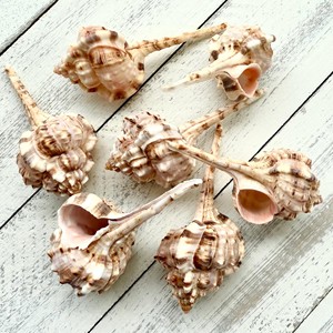 ของตกแต่งตู้ปลาเปลือกหอยทะเลธรรมชาติ ราคาถูกที่สุด - Product Image 5