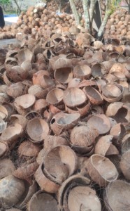 เปลือกมะพร้าวครึ่งซีกสีน้ำตาลธรรมชาติสำหรับงานฝีมือและการเกษตร - Product Image 3