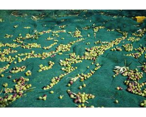 Malla de Cobertura para Cultivo de Olivos Verdes, para Protección de Frutas en Huertos - Product Image 4