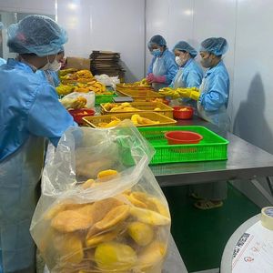 Frozen Mango <b>Dice</b> produced from ripe fruit material for bakery dessert processing and food manufacturing supply Vietnam - Product Image 4