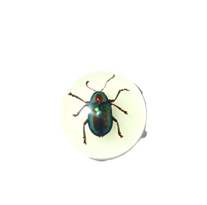 Escarabajo de Hoja Brillante, Espécimen Real, Cabujón de Plástico Redondo de 19x19 mm, Base Plana Brillante para Manualidades y Joyería - Product Image 3