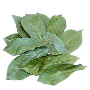 Hojas de Guanábana Vietnamita Premium Secas al Sol, Producto Botánico Natural, Cuidadosamente Seleccionadas, Limpias, Aromáticas, Estándar de Exportación - Product Image 4
