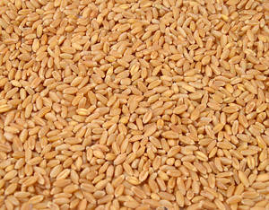 Blé de qualité supérieure pour la consommation humaine et l'alimentation animale, blé en vrac pour la fabrication de farine, approvisionnement en blé indien - Product Image 5