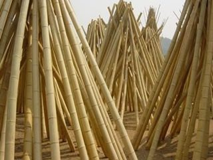 ไม้ไผ่ธรรมชาติจากเวียดนาม – คุณภาพสูงสำหรับตลาดนานาชาติ - Product Image 5