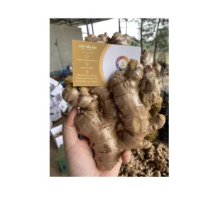 Venta al por mayor de jengibre fresco de calidad superior al mejor precio EXPORTACIÓN DE Vietnam en todo el mundo - Product Image 6