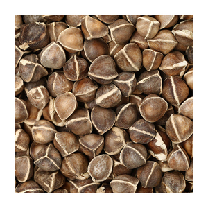 Graines de Moringa sélectionnées, adaptées à l'établissement agricole et à la production de cultures - Product Image 5