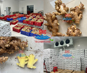 Jengibre Fresco Barato de Vietnam, Exportador Agrícola de Alta Calidad y Confiable, TECHMIFOOD, Entrega en Contenedor para Mercados Internacionales - Product Image 3