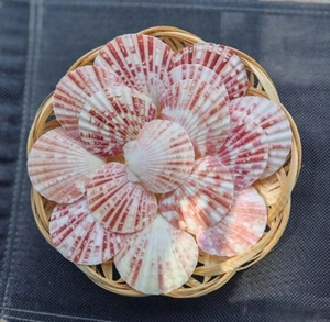 Campana de Viento de Conchas Marinas Naturales, Hecha a Mano, Decoración Colgante de Conchas Costeras, Recuerdo, Regalo para Tienda de Playa, Decoración del Hogar - Product Image 1