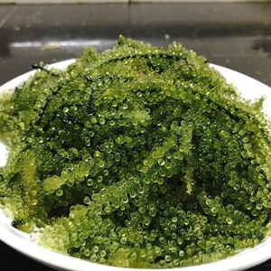 Proveedor de Uvas de Mar de Vietnam | Disponible Fresco y Salado - Product Image 5