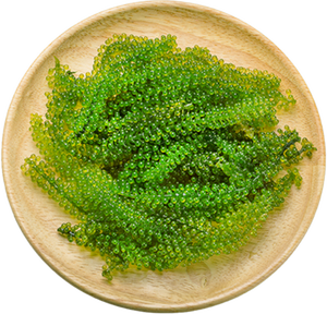 BESTSELLER UVA DI MARE LATOK/CAULERPA LENTILLIFERA IN VENDITA/ Sig.ra Lily - Product Image 5