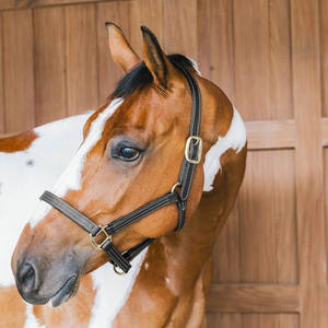 บังเหียนม้าคุณภาพสูง ทนทาน ออกแบบมาเพื่อการควบคุมที่แข็งแรง สวมใส่สบาย เหมาะสำหรับการฝึก การจัดการ และการใช้งานในคอกม้าในชีวิตประจำวัน - Product Image 6