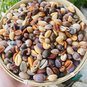 เปลือกหอยโข่งทรงกลม KMI (Cypraea sp.) เปลือกหอยธรรมชาติจากเวียดนามสำหรับงานฝีมือและตกแต่ง - ขนาด 1.5-2.5 ซม. จำหน่ายจำนวนมาก - Product Image 5