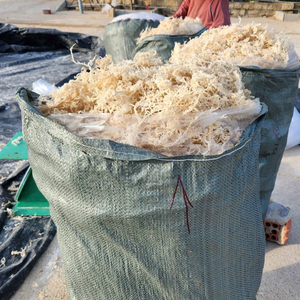 Alga Marina Kappaphycus Alvarezii Seca Premium (WHITE COTTONII/SPINOSUM) - Exportación de Alta Calidad de Vietnam por KIM MINH INTL - Product Image 5