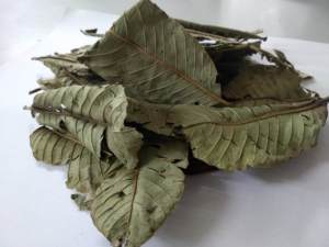 Feuilles de goyavier séchées de source durable, cueillies à la main et séchées à l'air pour préserver leurs propriétés naturelles, destinées aux marchés mondiaux. - Product Image 2