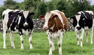 Vache laitière Holstein de qualité supérieure pour la vente en gros et l'élevage laitier commercial - Product Image 1
