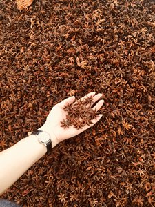 Anís Estrellado de Vietnam en Oferta, Anís Entero Seco Natural, Suministro de Fábrica, Exportación, Especias al por Mayor - Product Image 3