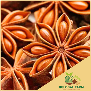 ยี่ห้อ IIGLOBAL เวียดนาม หลางซอน โป๊ยกั๊กคุณภาพสูง ไม่ใช่พืช GMO สำหรับปรุงอาหาร ราคาแข่งขัน เครื่องเทศแห้ง - Product Image 1