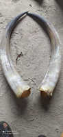 Corne de bobo naturel 1 pièce Antique, paire de cornes de vache, paire de corne décorative d'hôtel, meilleur design